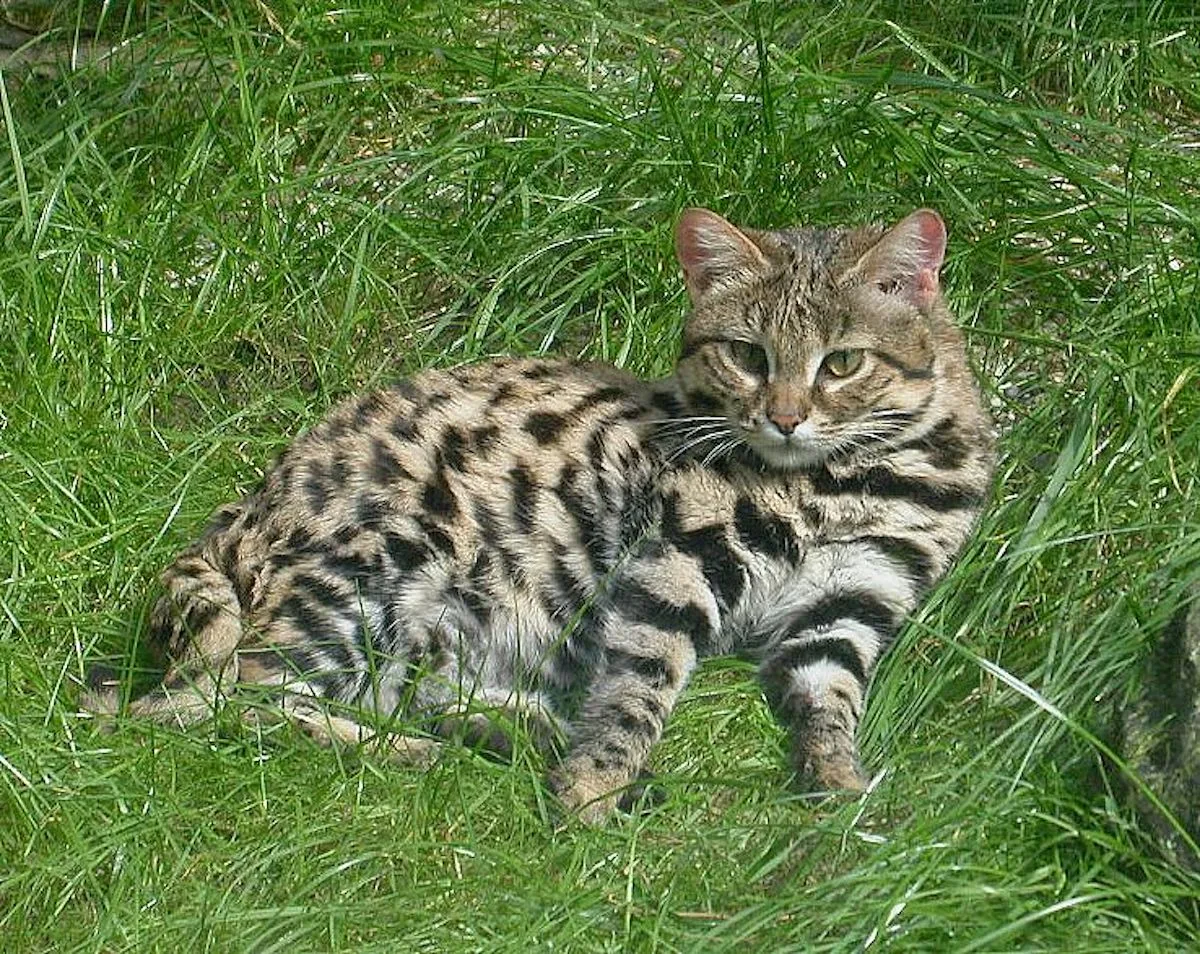 black-footed cats