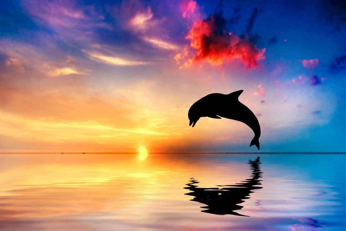 Dolphin alongside a beautiful sunset