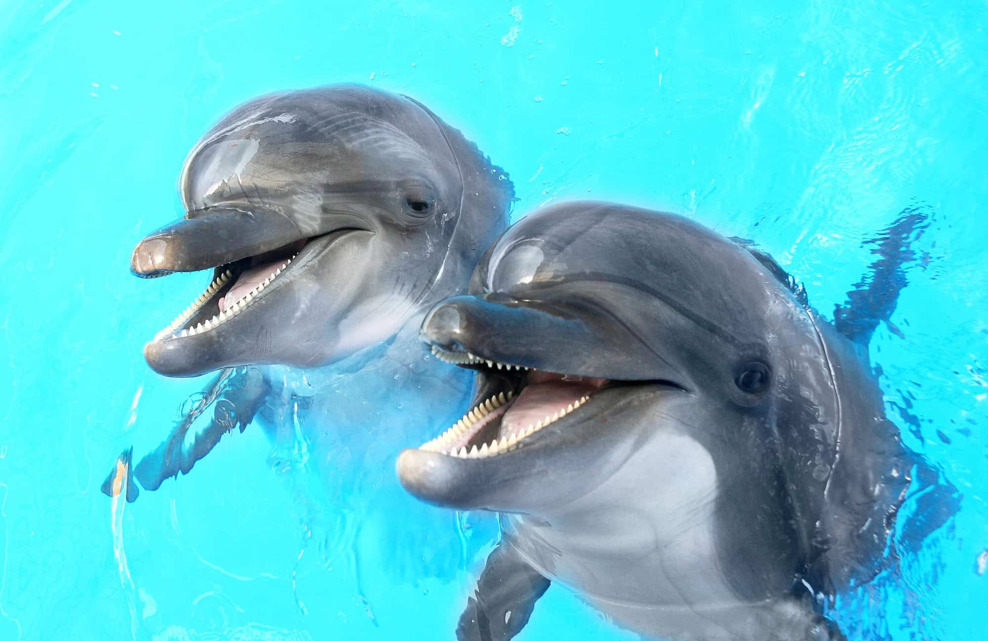 Pair of Happy Dolphins
