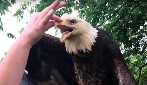 Fearless Kentucky Woman Saves Bald Eagle