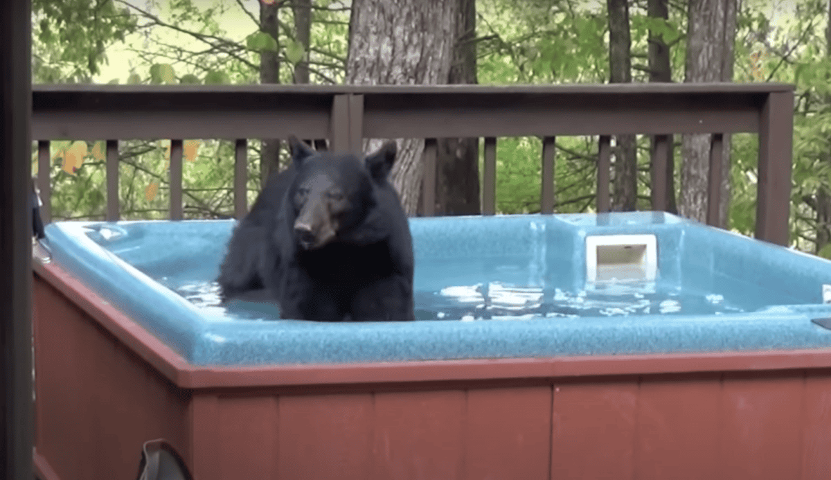 bear hot tub