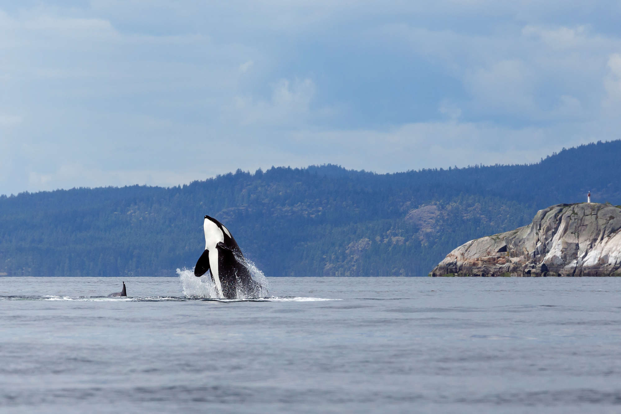 Jumping orca whales Image by MennoSchaefer via Depositphotos