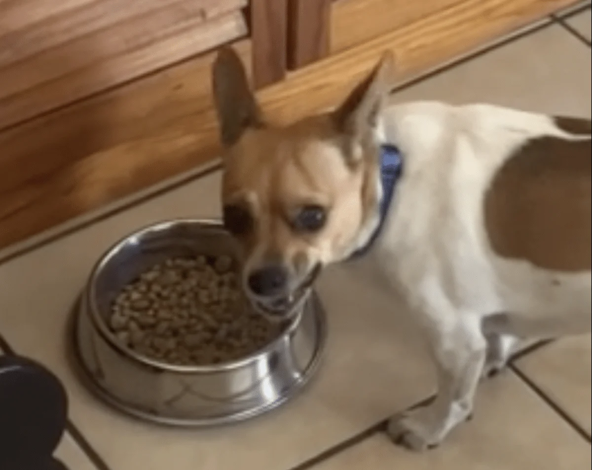 dog eats gourmet food