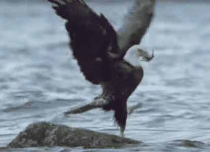 Bald Eagle Defeated By Crab