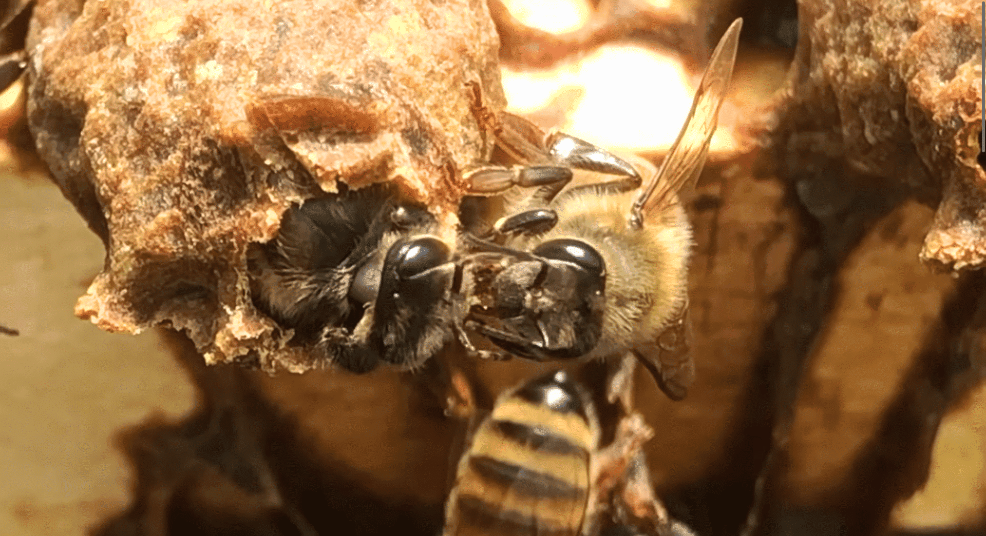 queen bee emerging