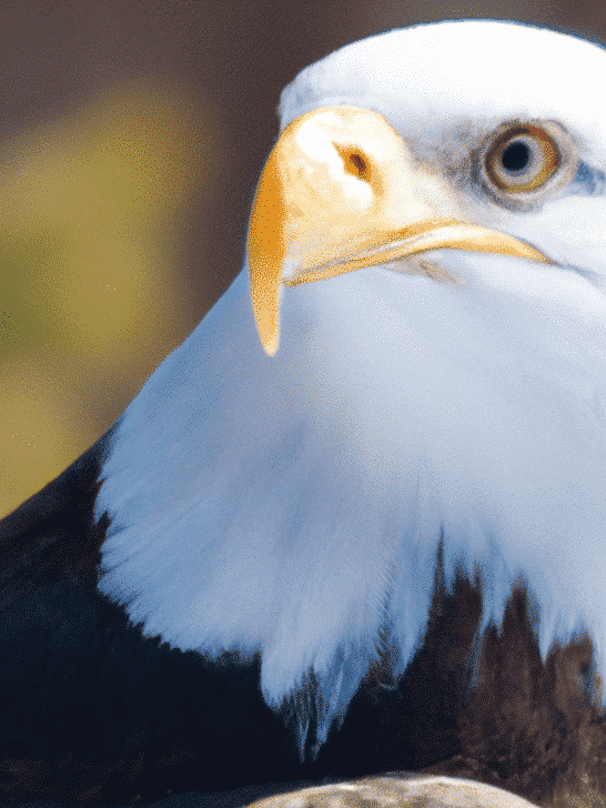 Bald Eagles and the Tall Tales We Tell