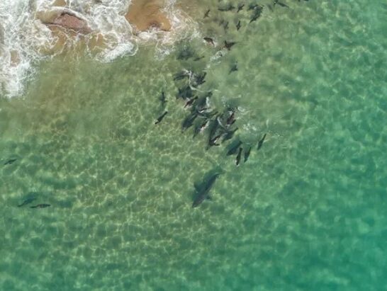Watch: Gang of Seals Mob Great White Shark