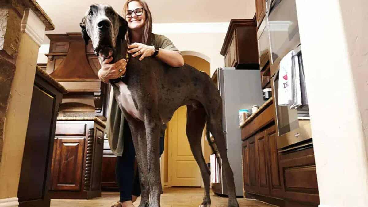 Meet the World's Tallest Dog from Texas Who Died at Age 3 - Animals ...
