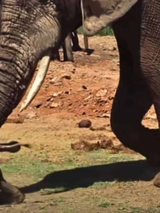 Angry Papa Elephant Tosses Around Baby Elephant But Luckily Mama Intervenes