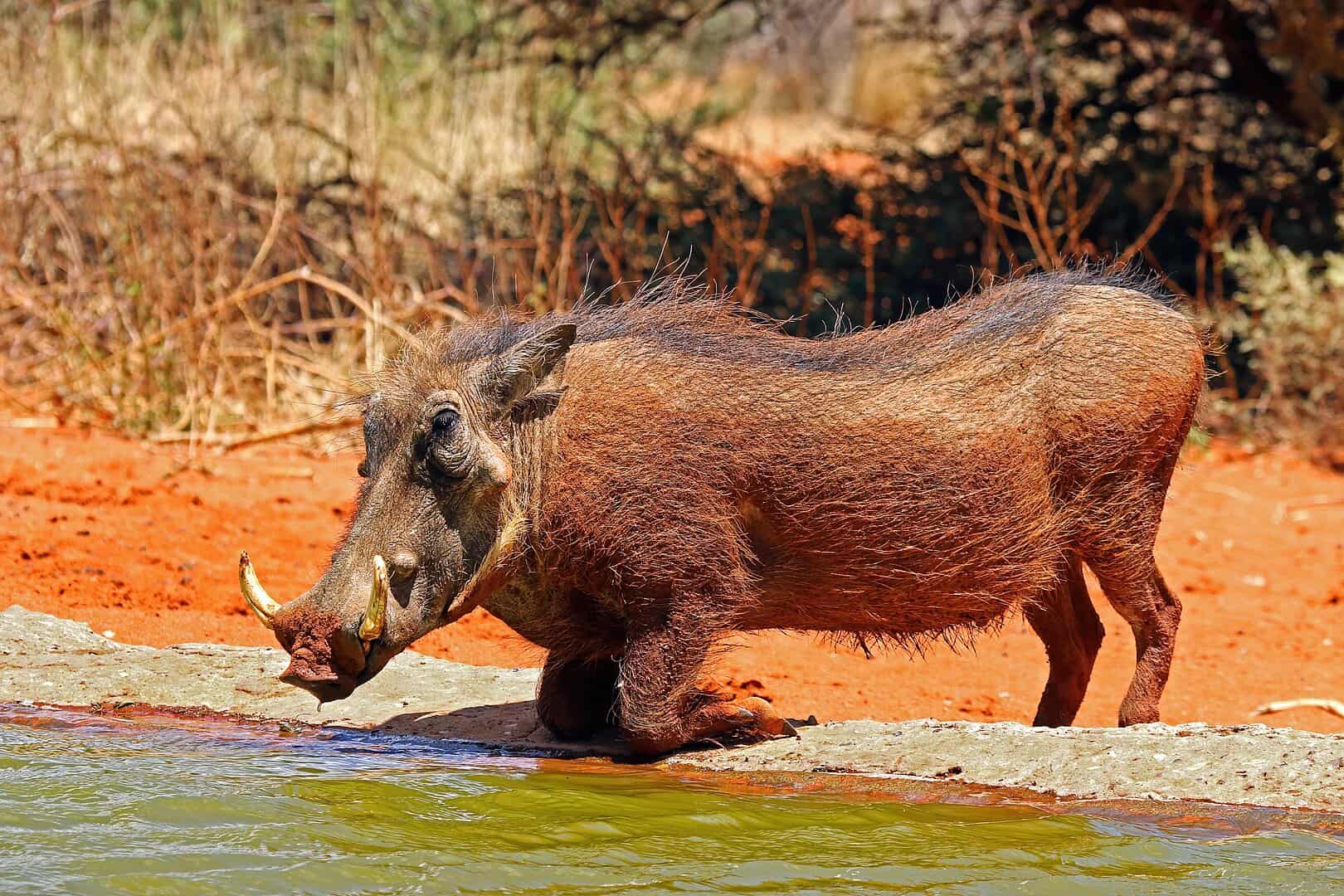 warthog drinking 