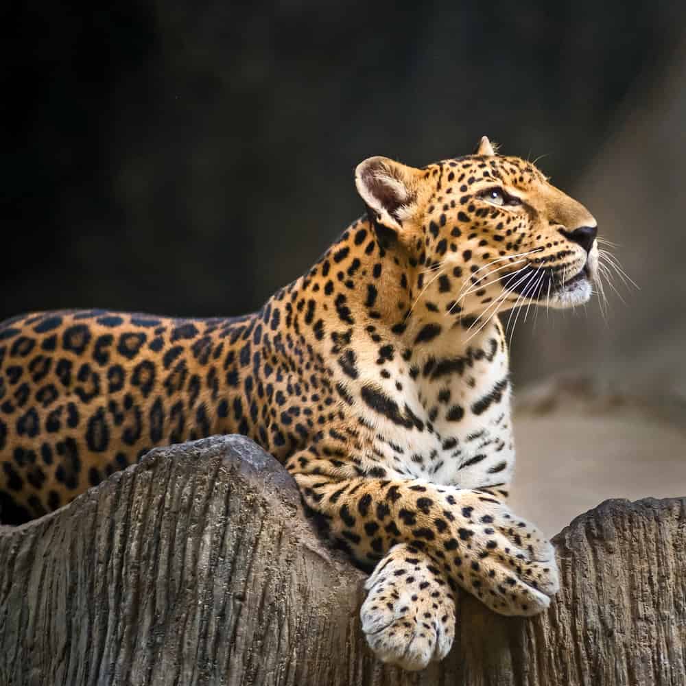 Indochinese Leopard