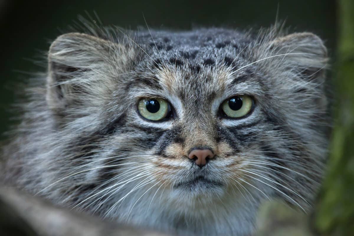 Pallas's cat (Otocolobus manul), also known as the manul. Via Depositphotos.