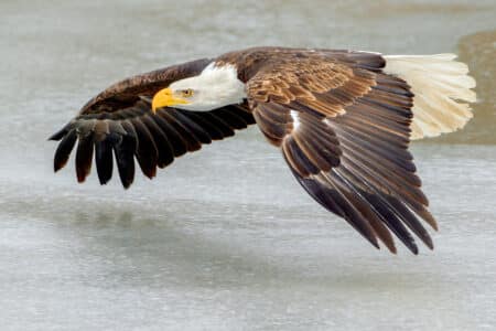 Bald Eagle Hotspots: The 10 Best States to Spot Them