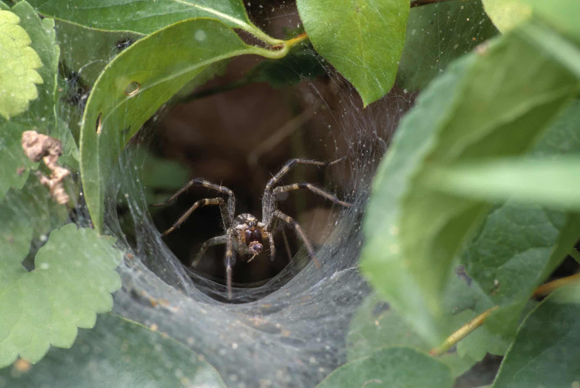 Funnel-web spider