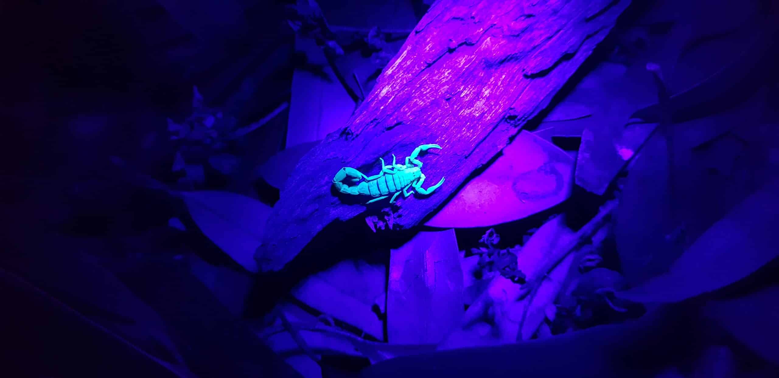 Scorpion under UV light