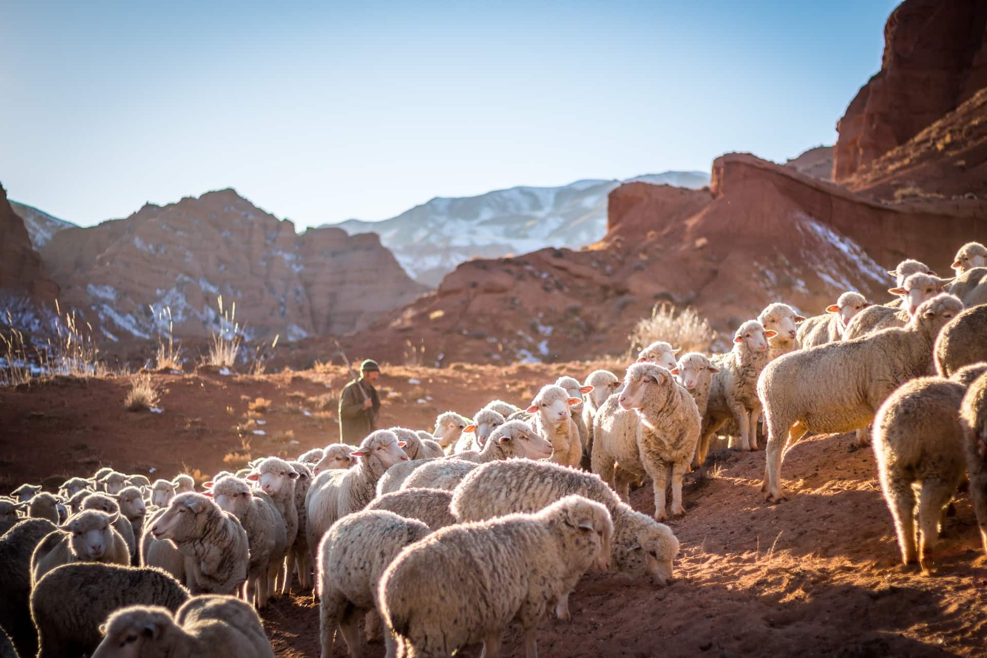 flock of sheep on mountain