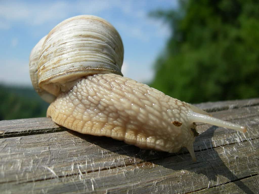 Roman snail