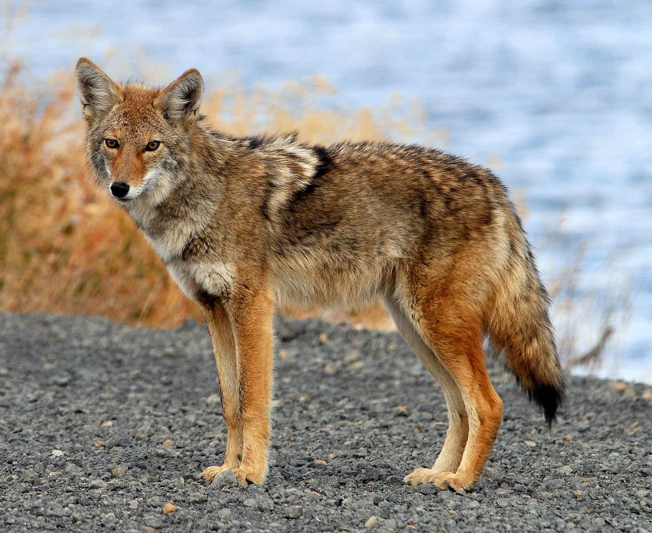 Coyote, Tule Lake, California
