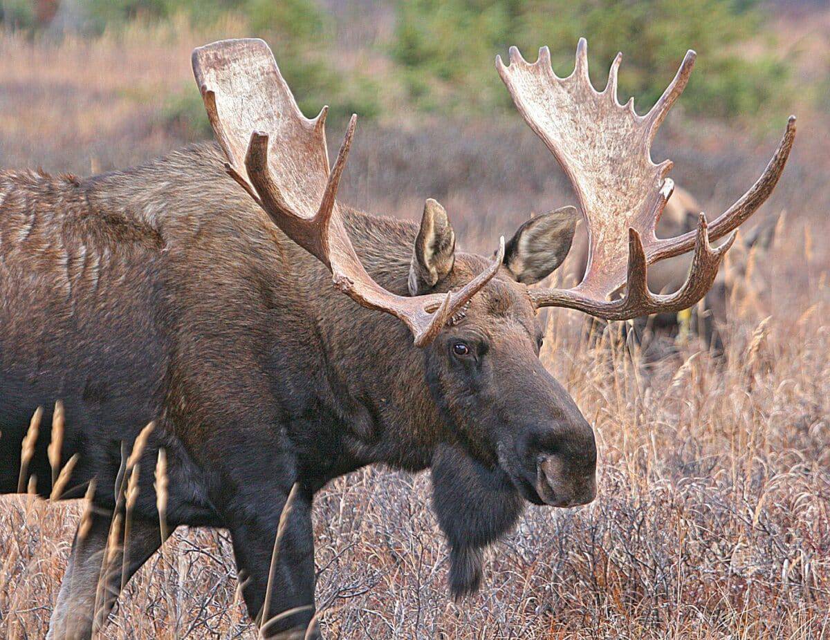 Moose Walking Around