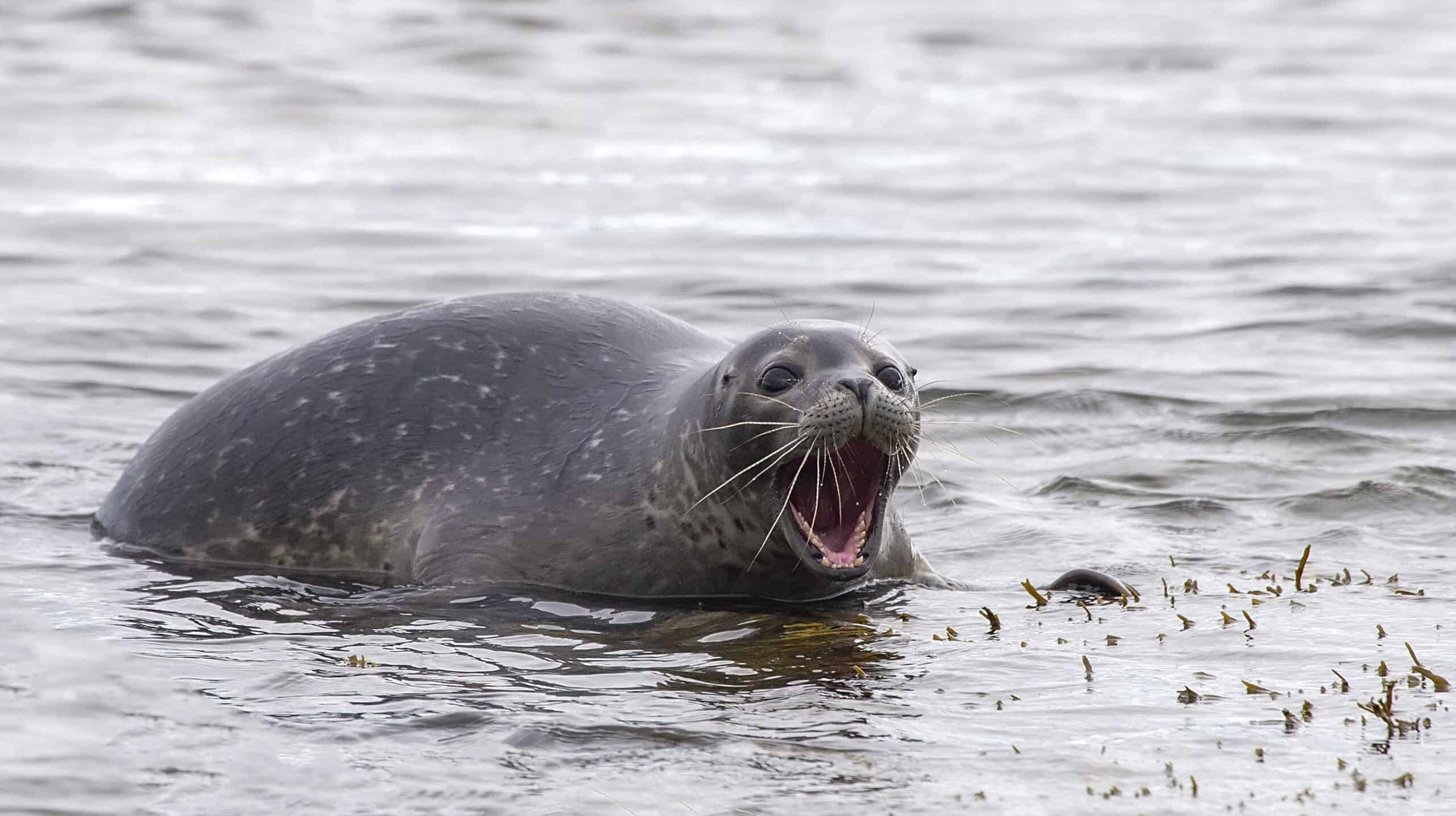 gray seal in water