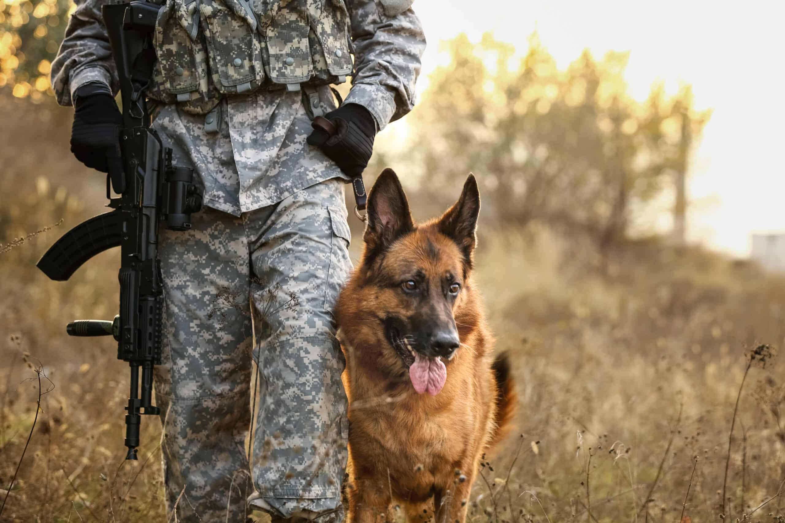 Soldier with military working dog, a German Shepherd showing its versatility as a breed. Image by serezniy via Deposit Photos