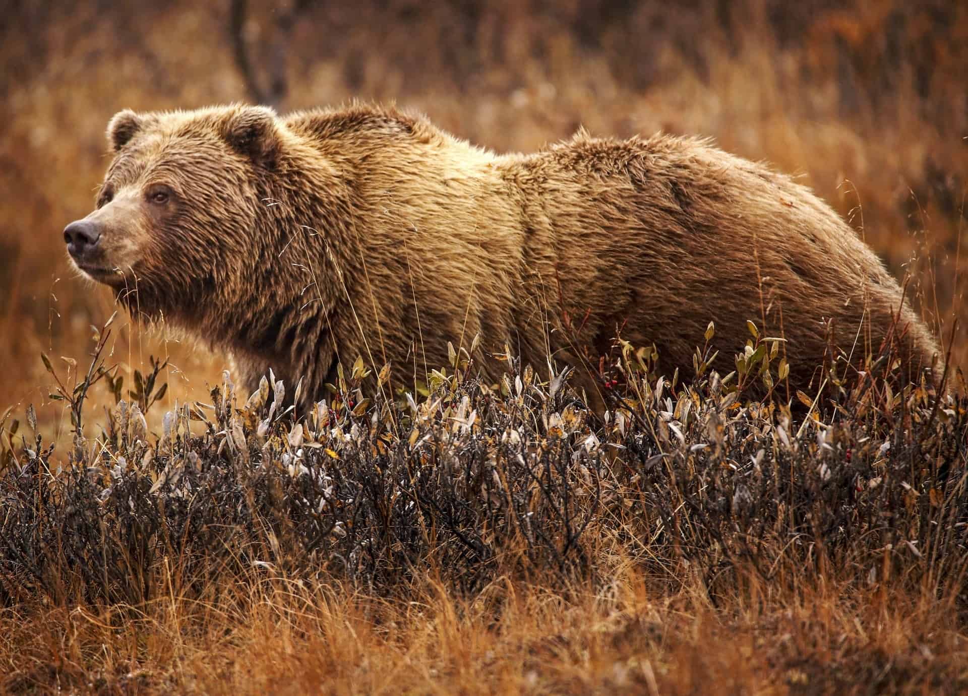 A portrait of a wild grizzly bear.