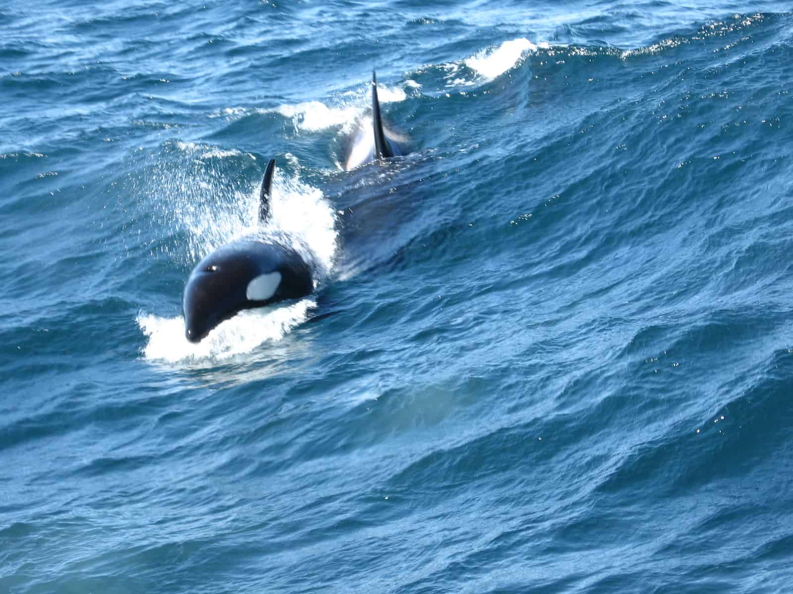 Orca swimming through the water.