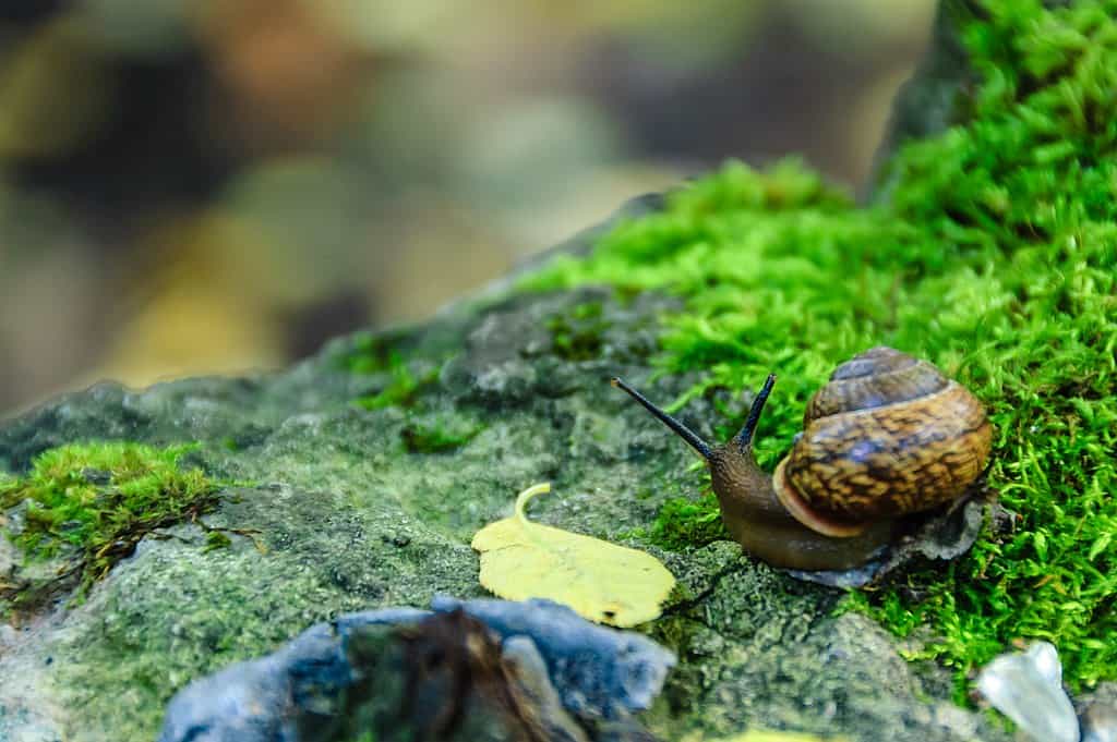 snail moss
