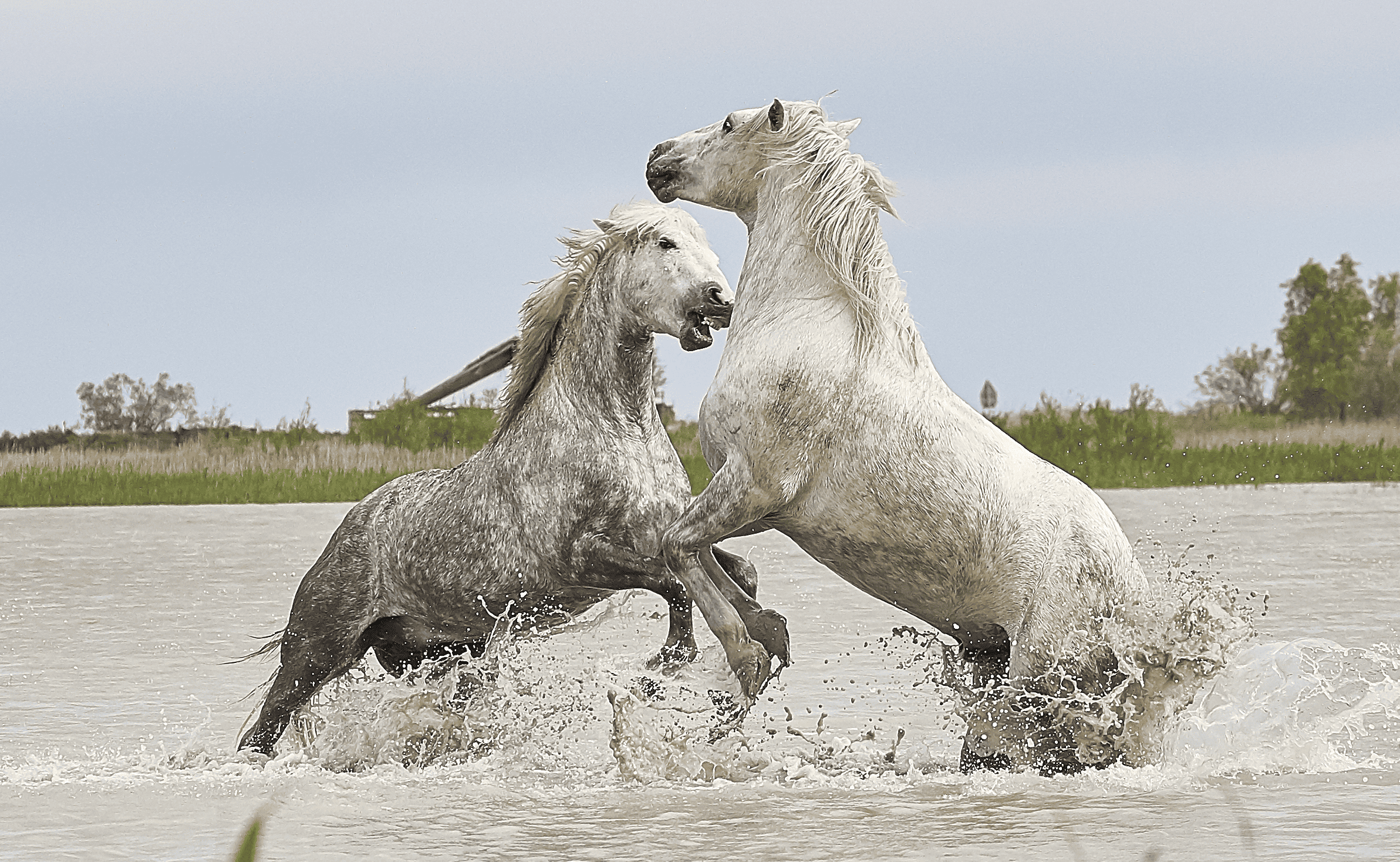 Horses fighting in water