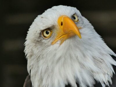 10 Things You Should Know About The Bald Eagle