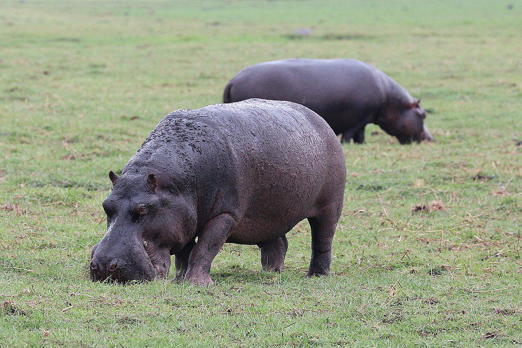 Hippo in the national park