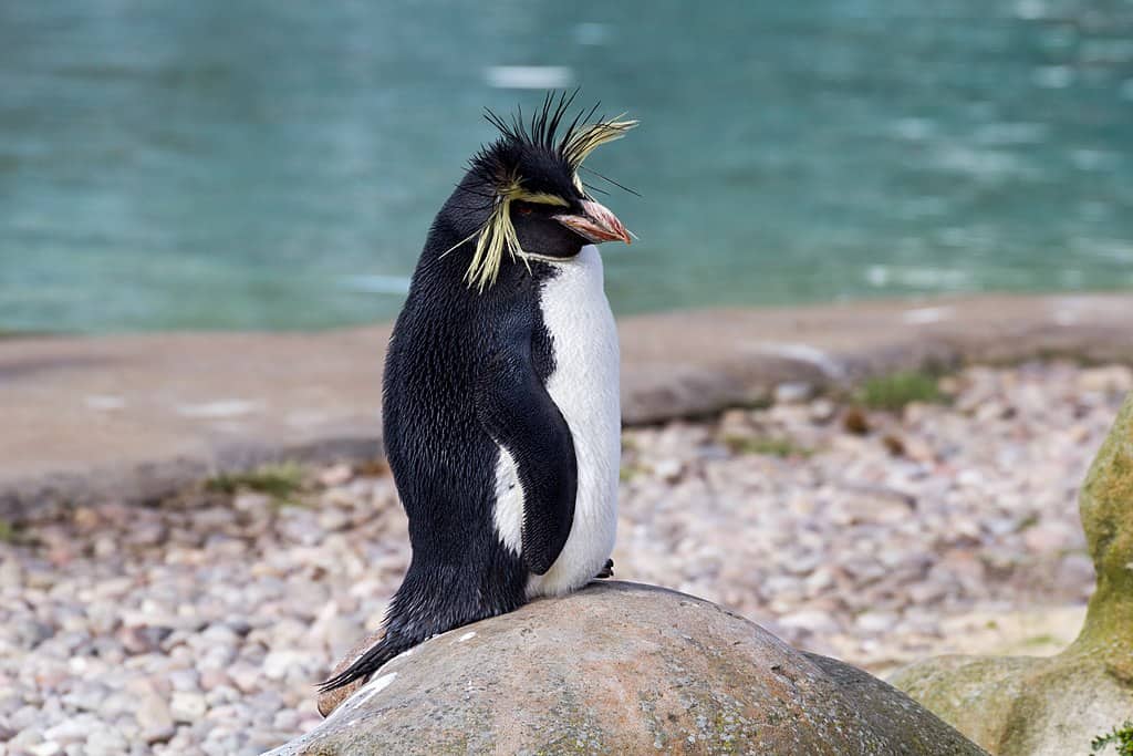 Penguin near beach