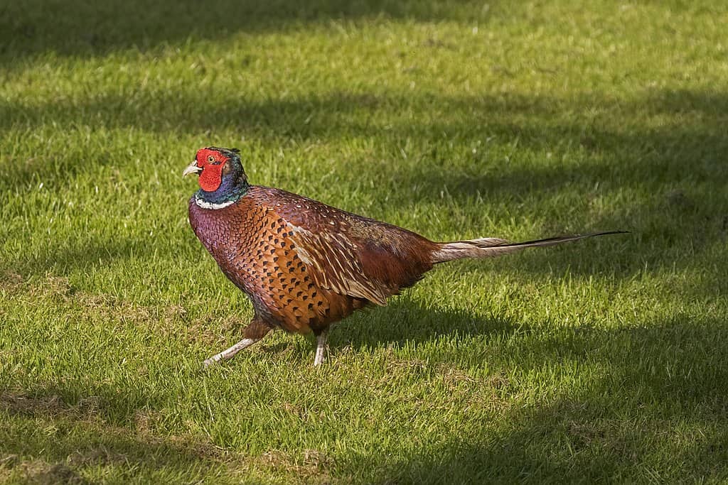 Common pheasant on grass
