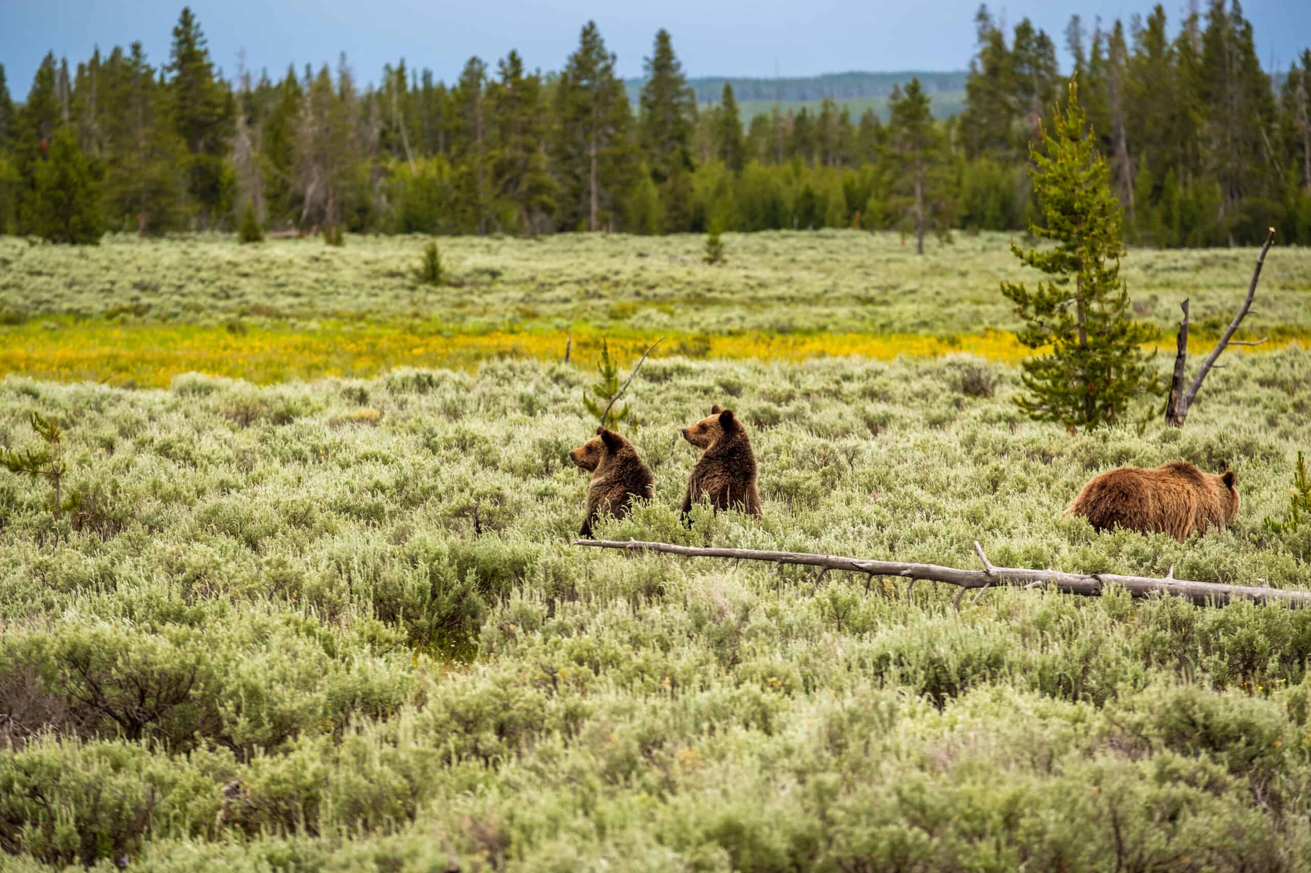 Grizzly bear in Yellowstone National Park, Wyoming, USA. Image by haveseen on depositphotos.