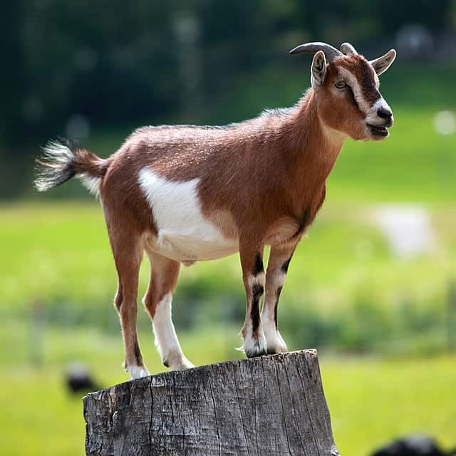 Goat standing on wood