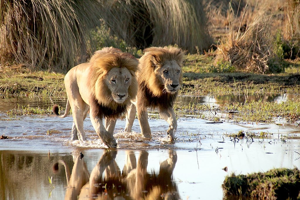 male lions okavango
