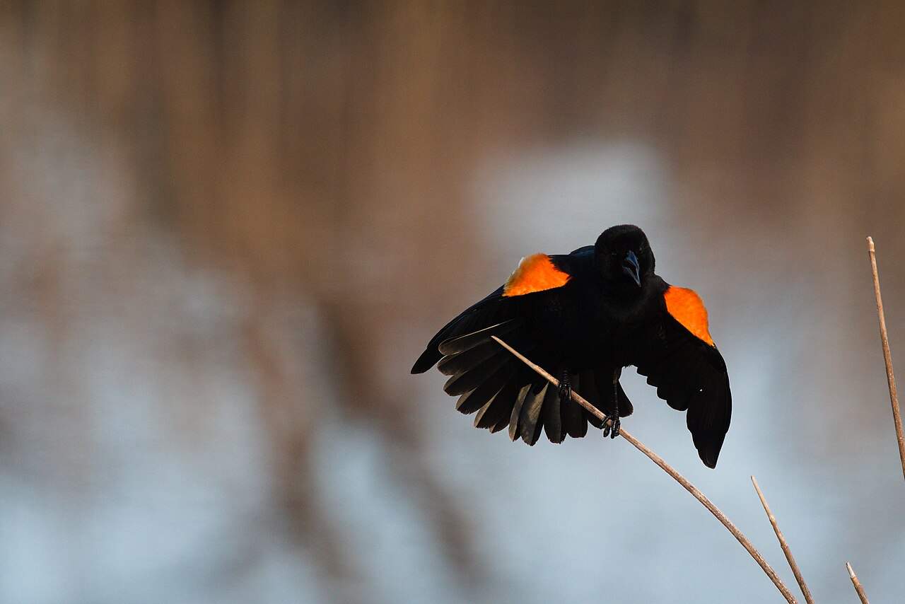 Red wing black bird in his area