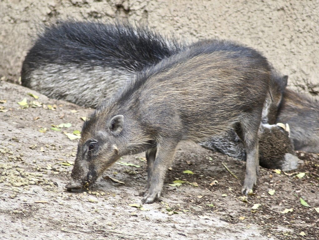 warty pig looking for food