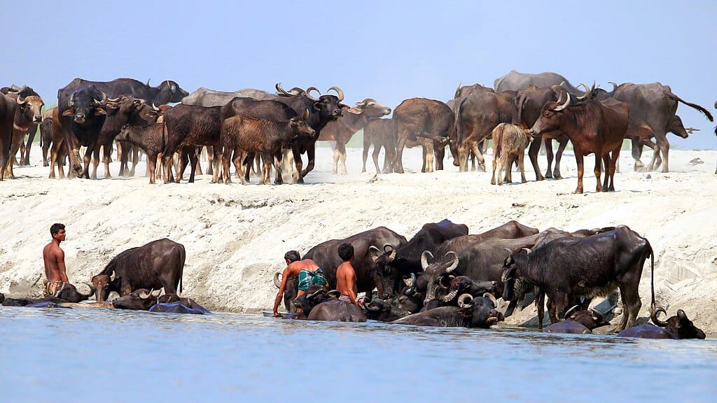 Water buffaloes