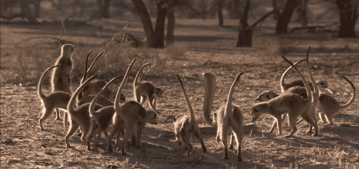 Rare Encounter: Meerkat Family vs Cobra - Animals Around The Globe