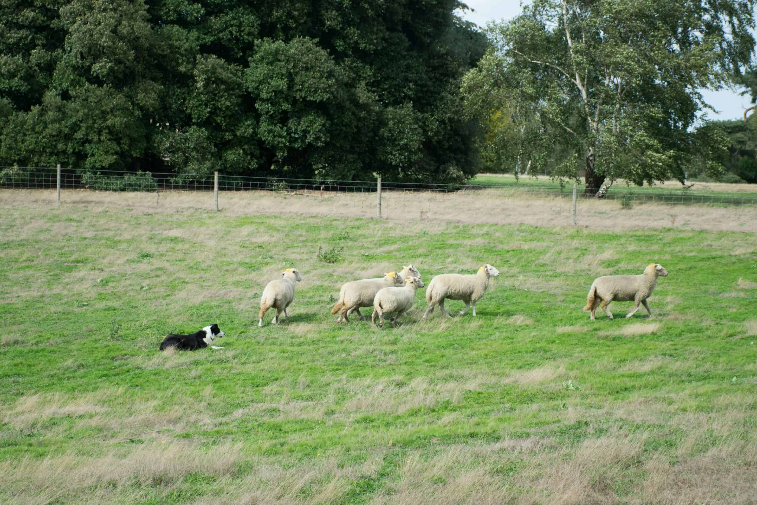 border collie sheep