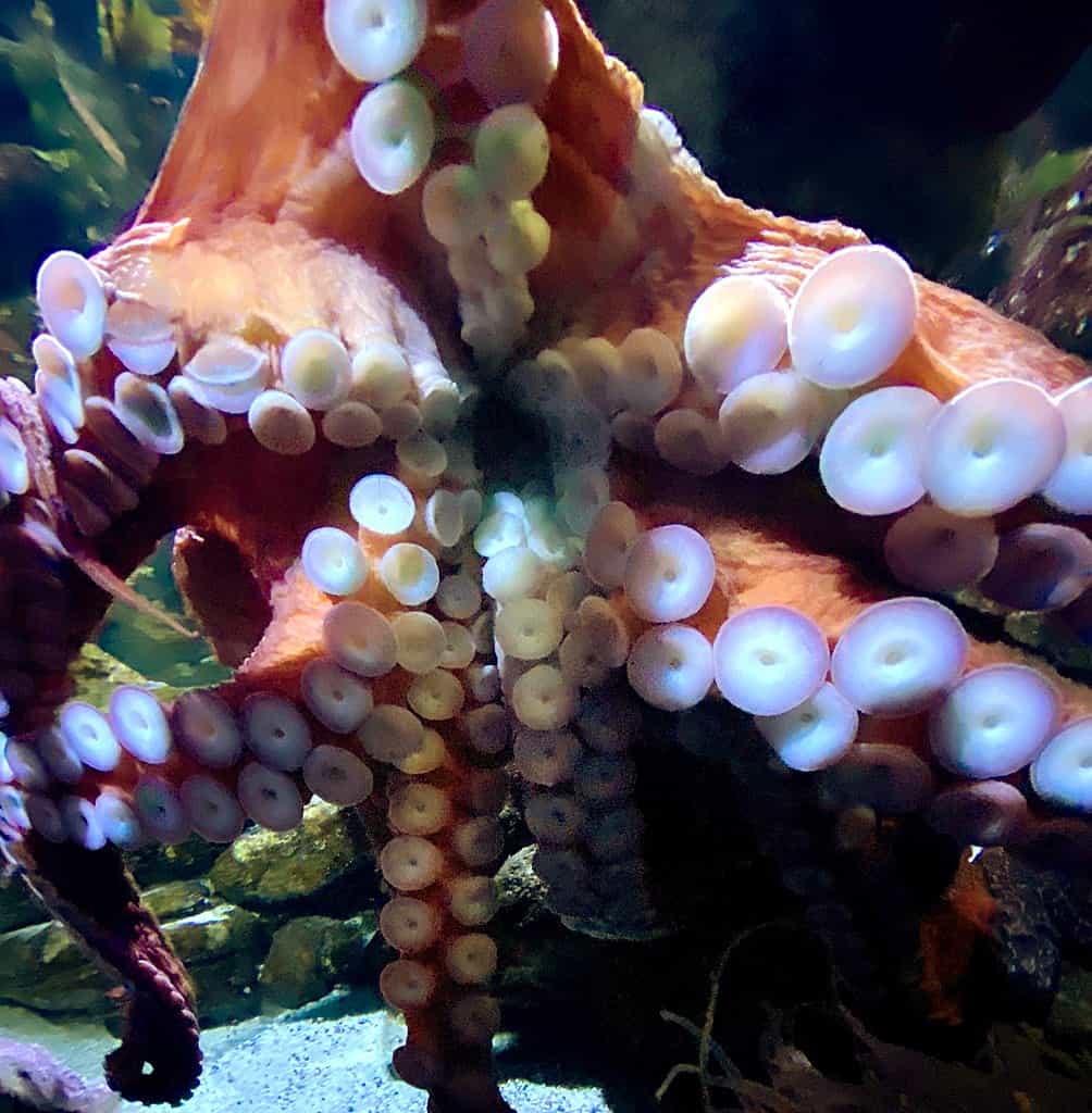 Octopus color changes
