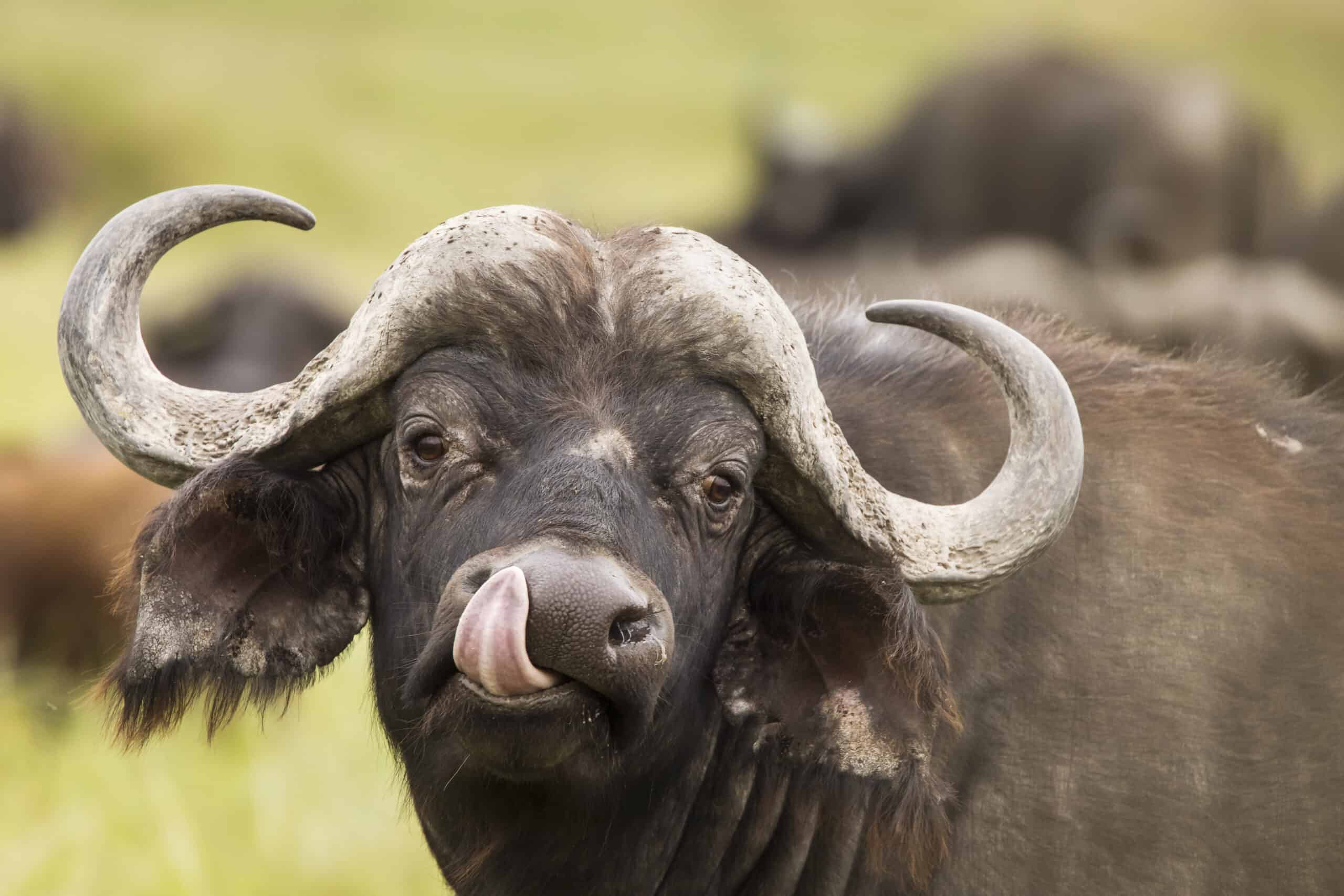 Buffalo in grass