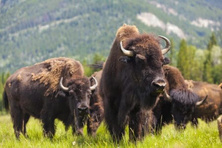 Top 10 States With The Most Bison