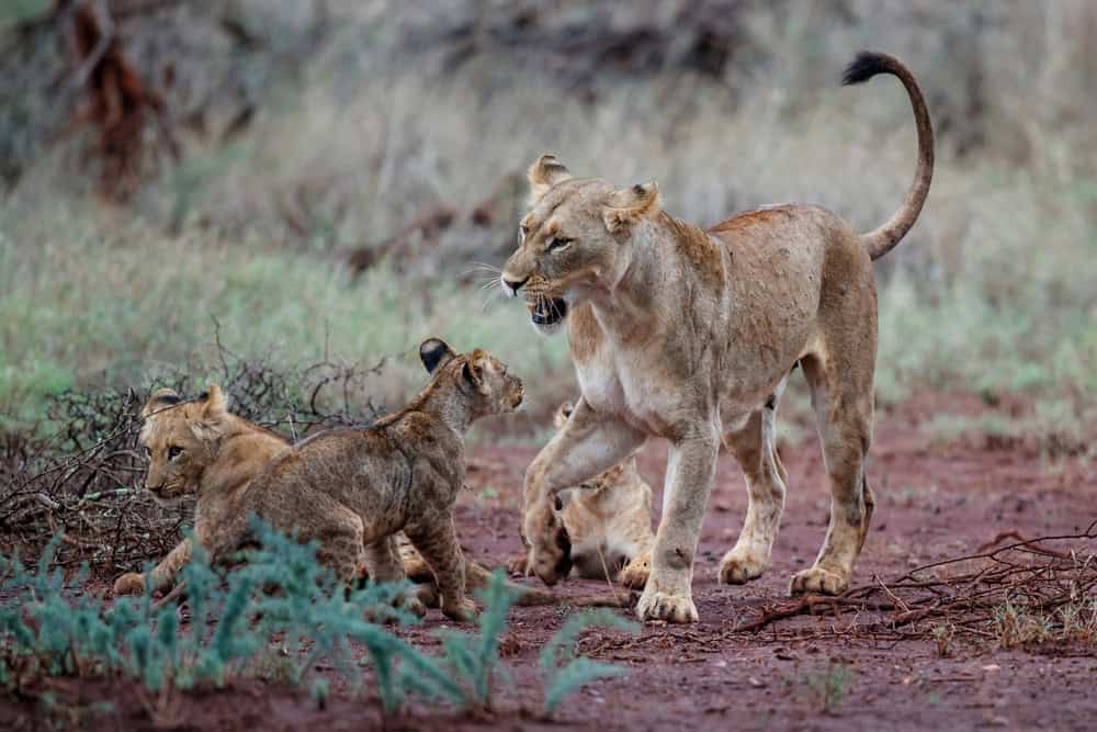 lion country safari attack