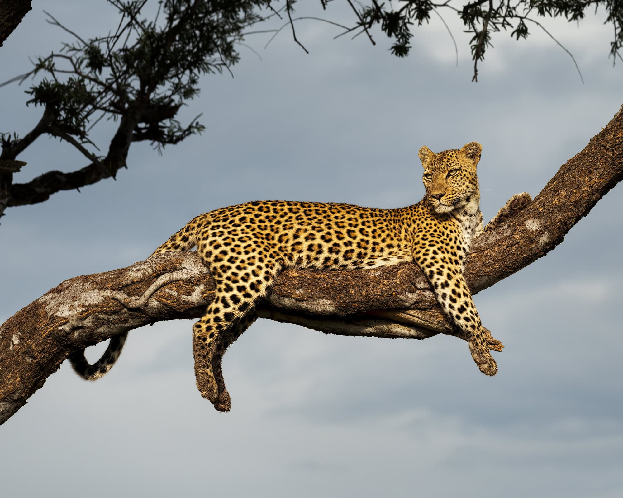 leopard climbing