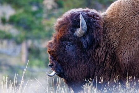 What is the Difference between Bison vs. Buffalo