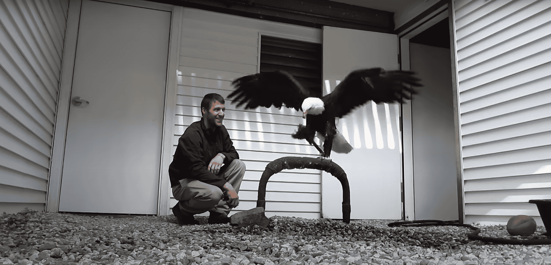 Man Teaches Bald Eagle to Play Fetch
