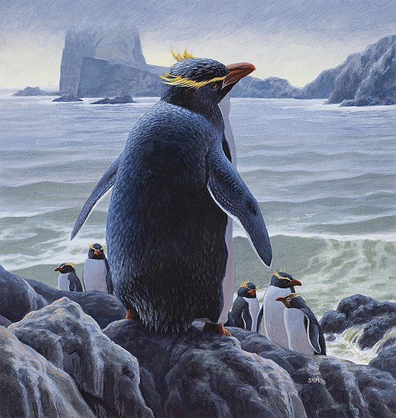 chatham penguin