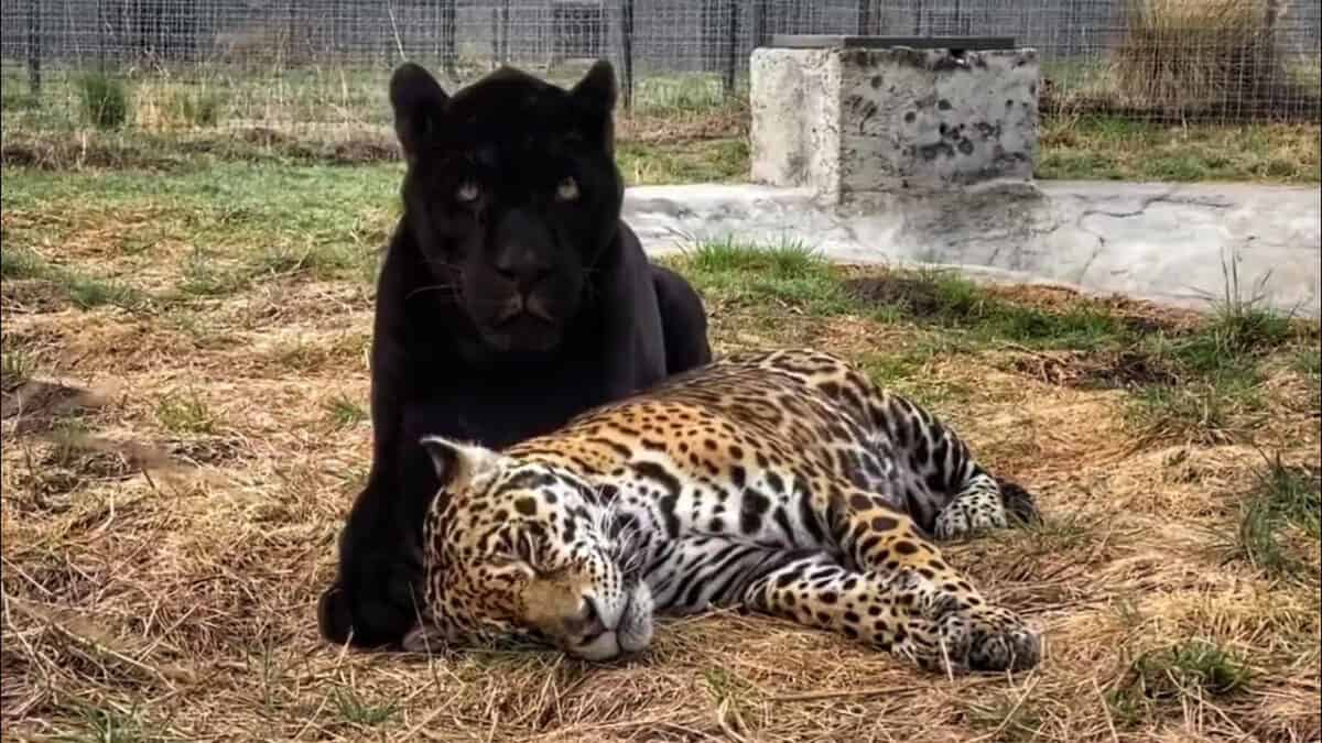 Black Panther and Jaguar